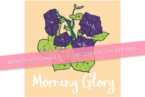 Download Morning Glory Flower Illustration 15 - Illustration Collection