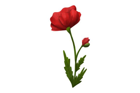 Download Red Poppy, Watercolor - Premium Bundle