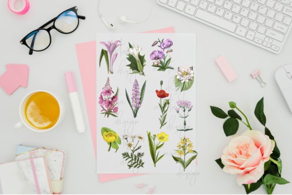 Download Antique Vintage Botanical Illustrations - Botanical Collection