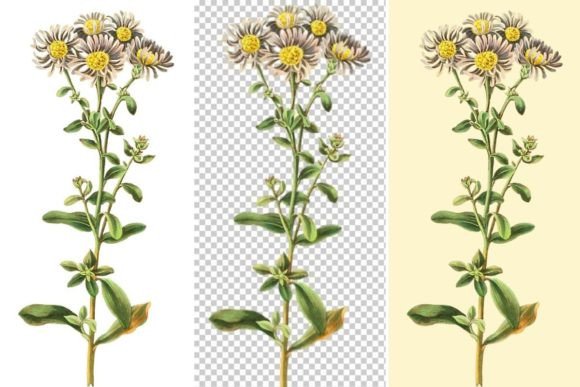 Download ASTER Amellus Illustration,Italian Aster - Illustration Collection