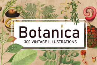 Download 300 Antique Botanical Illustrations - Botanical Collection