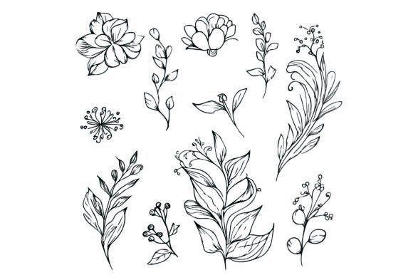 Download Botanical Drawings, Botanical Flower - Botanical Collection