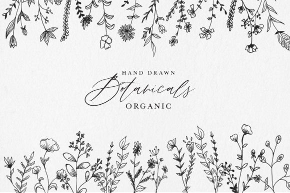 Download Hand Drawn Botanical Illustrations - Botanical Collection