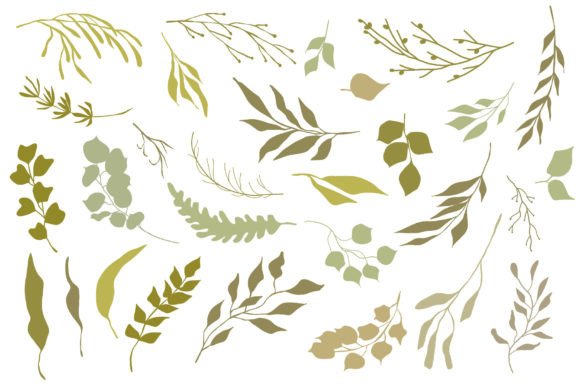 Download Botanical Illustrations Set - Botanical Collection
