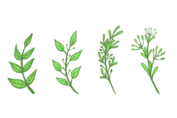 Download Set Flower Plant Botanical Design - Botanical Collection