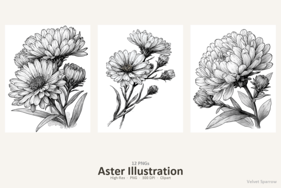 Download Aster Illustration - Illustration Collection