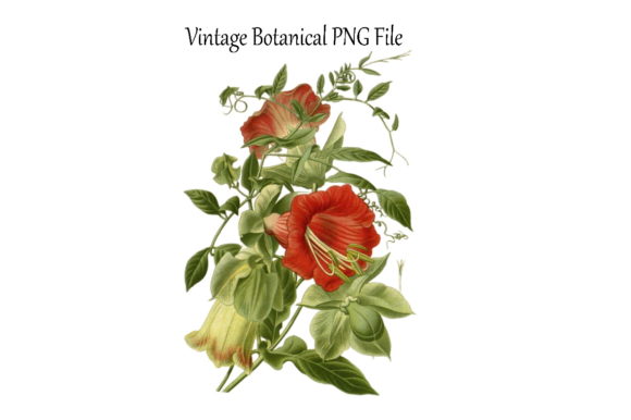 Download Vintage Botanical Flowers Transparent - Botanical Collection